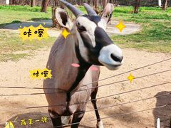 -大连森林动物园