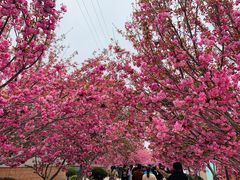 -莱阳濯村樱花园