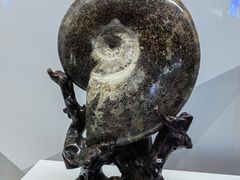 -贝壳王国博物馆