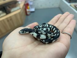 -Moni星球萌宠·小马宝莉·灵蛇·高端高阶全萌宠互动体验俱乐部(红豆国际广场店)