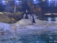 -新加坡飞禽公园