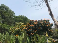 -深圳仙湖植物园