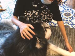 -more than meow吴止猫主题餐厅(承德 中船汇店)