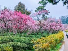 -梅花山(明孝陵内)