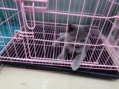 -瑞派动物医院·猫专科·至诚(江南中分院)