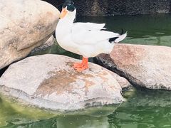 -莲湖公园