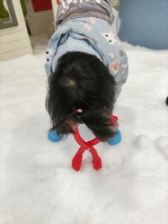 -Mr·Kuma酷么先生雪之乐园