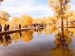 -金塔沙漠胡杨林景区