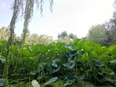 -莲湖公园