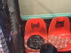 -猫咪博物馆(顶澳仔猫街店)