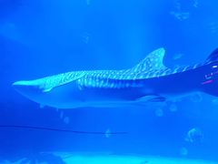 -烟台海昌鲸鲨海洋公园