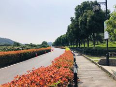 -树山生态村