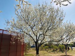 -永定河休闲森林公园