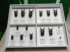 -烟台市博物馆