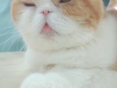 -喵园·猫主题咖啡厅·撸猫·猫咖(国贸店)