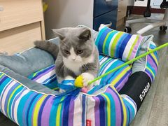 -猫大福·Fortune Cat猫舍(百子湾店)