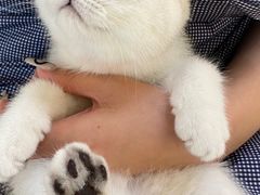 -lincat·猫舍(广州店)