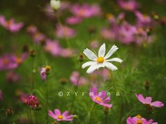 -西京湾花海