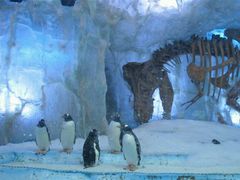 -迪拜水族馆及水下动物园