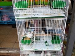 -曲阳花鸟市场(曲阳路店)