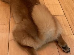 -喜柴咖啡·柴犬狗咖