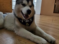 -Husky Go! 哈士奇体验馆·宠物咖啡厅狗咖