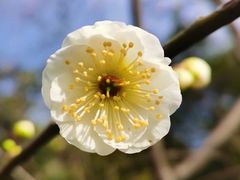 -超山青莲寺