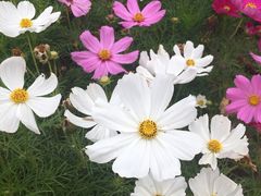 -天津东丽湖风景区