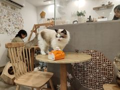-楼上猫咖(罗湖店)