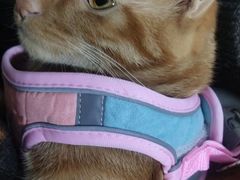 -爱妮康宠物医院·干细胞免疫细胞·肿瘤·心脏(张江店)