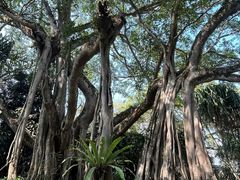 -瑞丽独树成林风景区