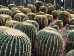-南山植物园