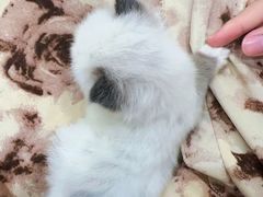 -楼上猫咖(罗湖店)