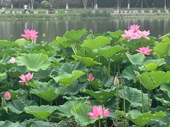 -西海子公园