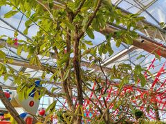 -南宫五洲植物乐园