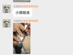 -伟伟宠物医院·CT影像中心·瑞派犬猫综合性门诊(汉口总院)
