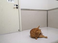 -爱妮康宠物医院·干细胞免疫细胞·肿瘤·心脏(张江店)