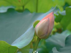 -陈家山荷花公园