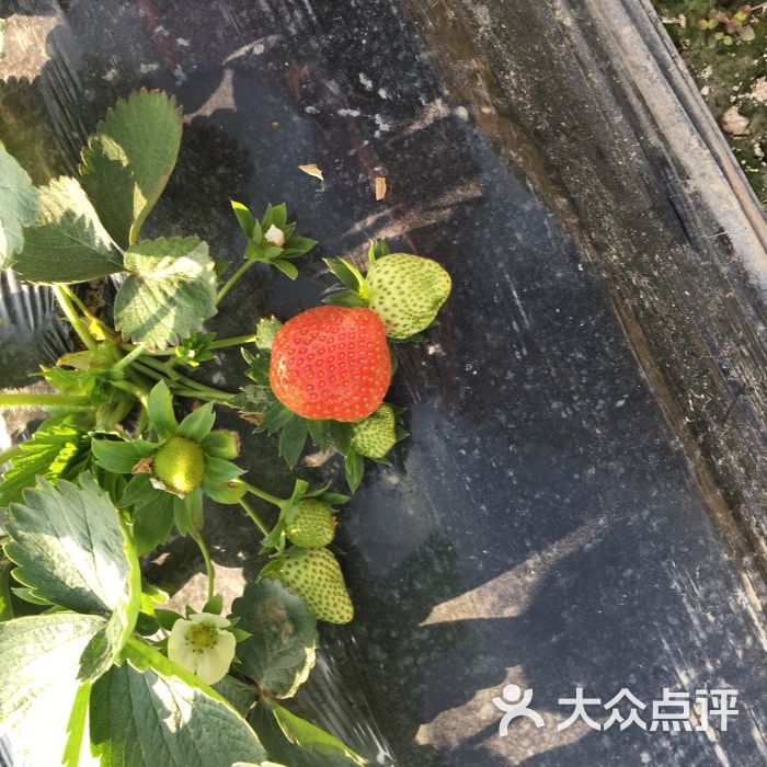 古港草莓园图片 - 第3张
