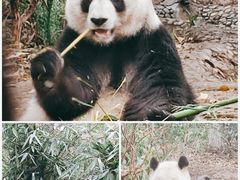 -成都大熊猫繁育研究基地