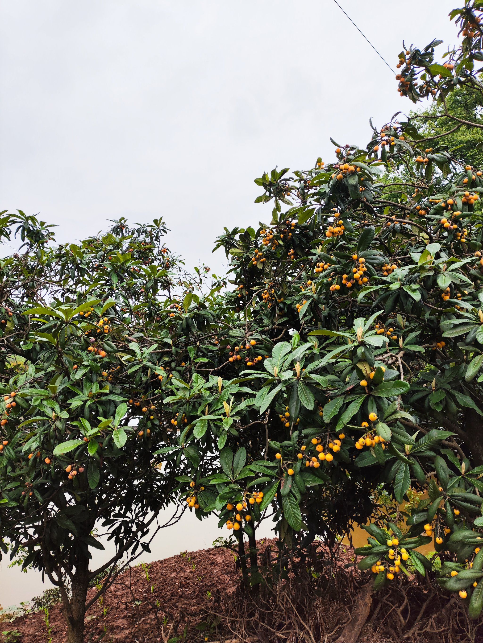 枇杷 #农村果园