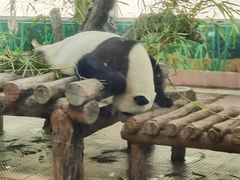 -广州动物园