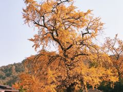 -千年银杏谷文化旅游区