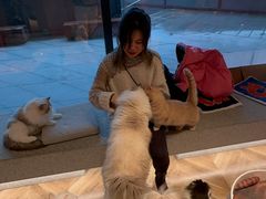 -吉丁鸟咖·异宠·寄养
