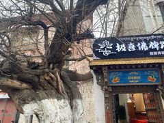 -古树酸奶(八廓南街店)