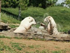 -北京野生动物园