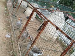 -意大利农场度假村