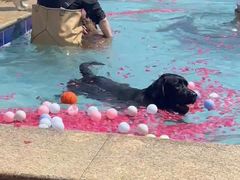 -趣玩宠物乐园寄养训犬训狗游泳池