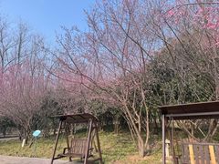 -合肥滨湖国家森林公园