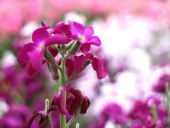 -松山湖梦幻百花洲